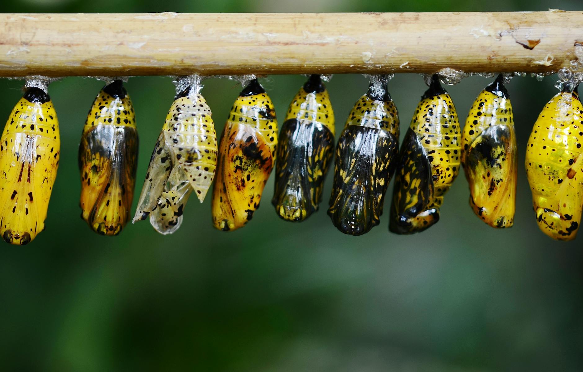 yellow and black butterflies cocoon