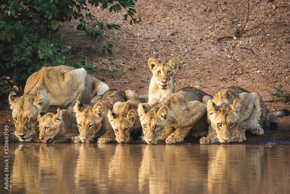 group of lions