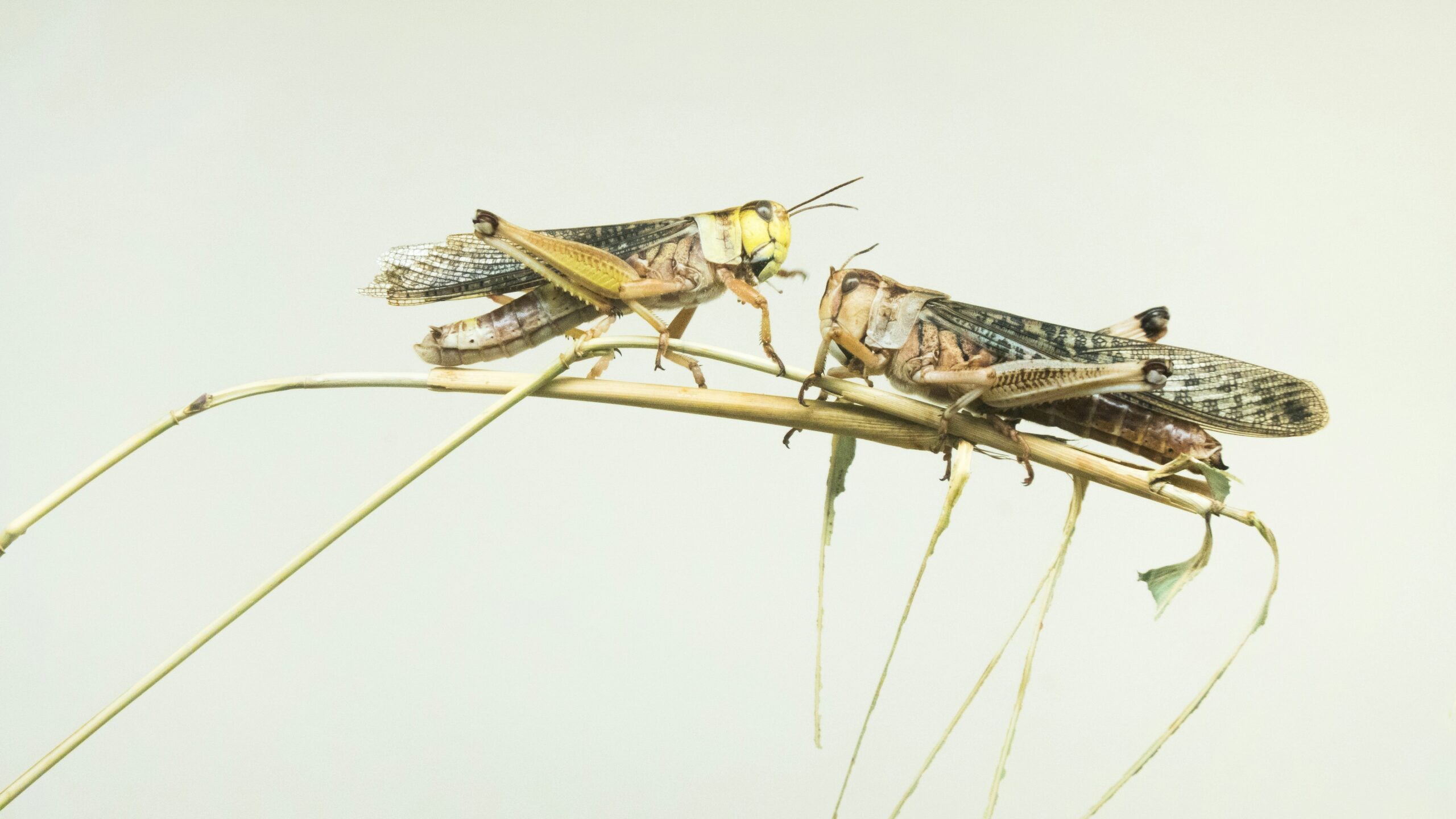 two locust