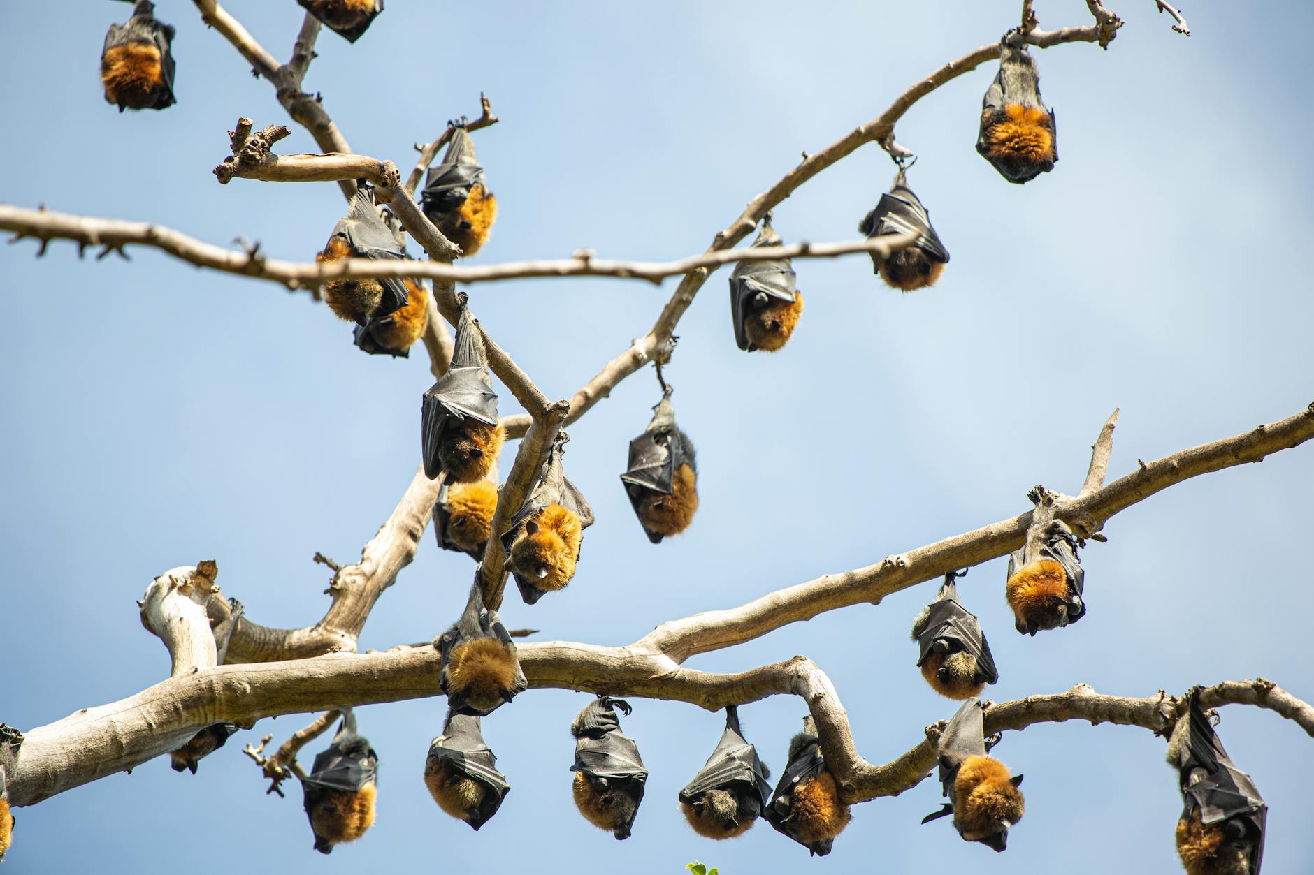 swarm of bats hanging on tree branches