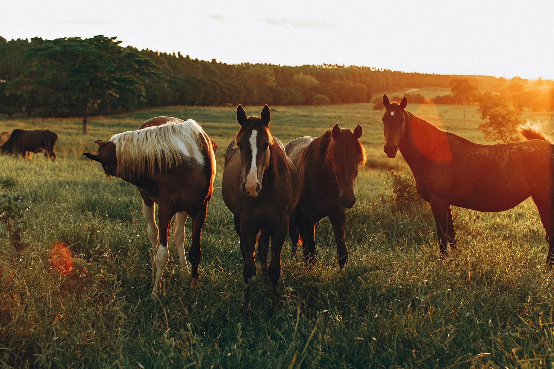 photo of horses grazing in grass field