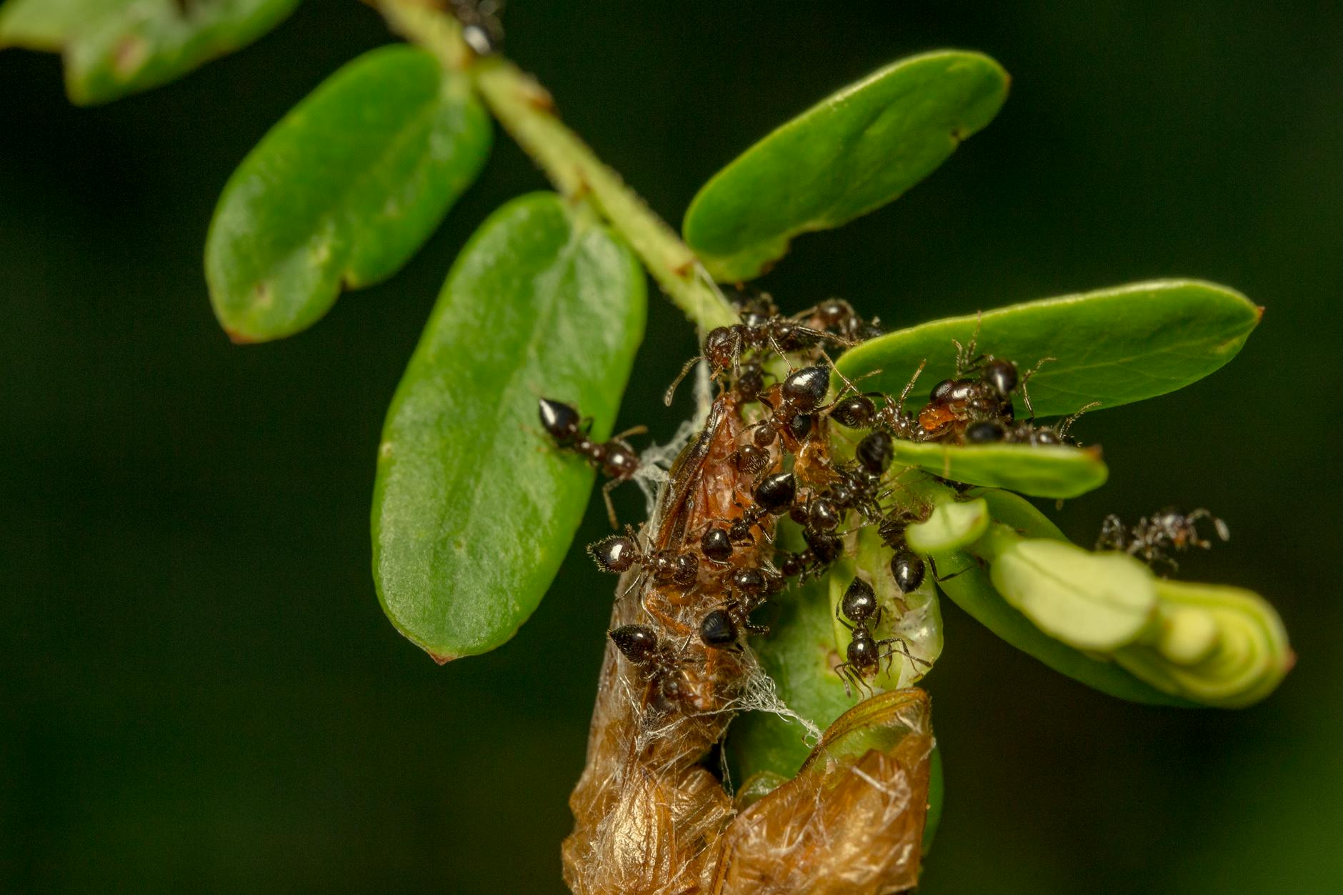 selective focus photography of ants on leaves