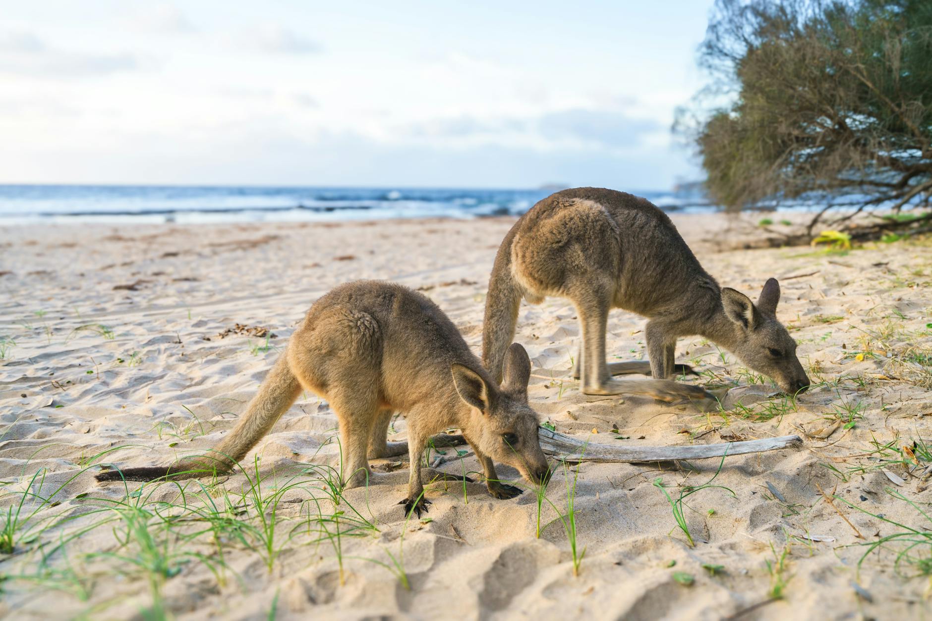 kangaroos grazing at a beach in australia