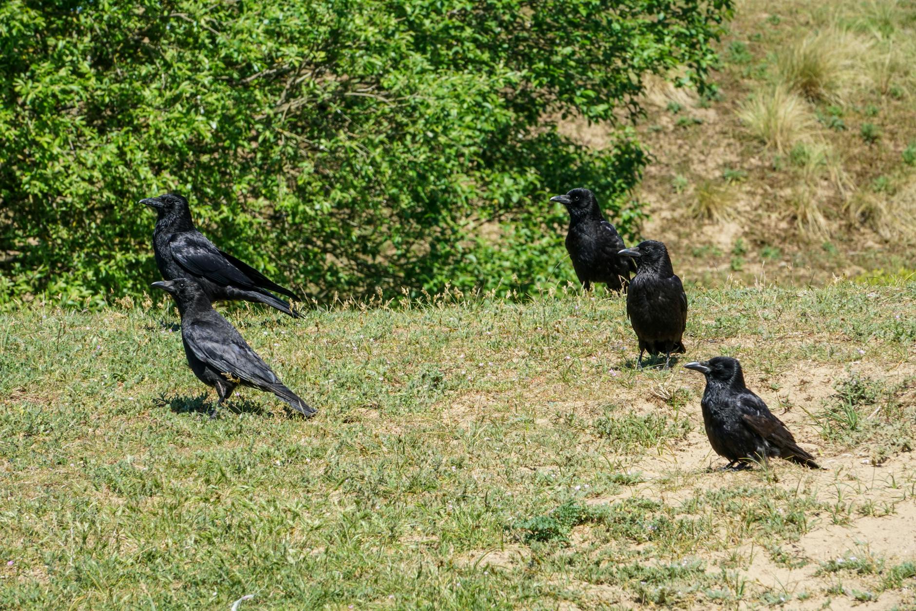 black crows on the grass